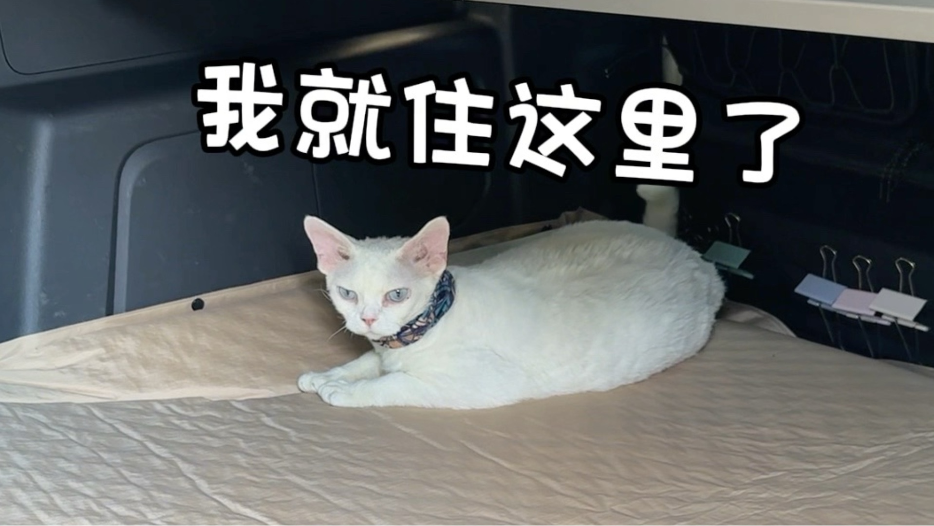 越野车变床车 带猫出发贵州