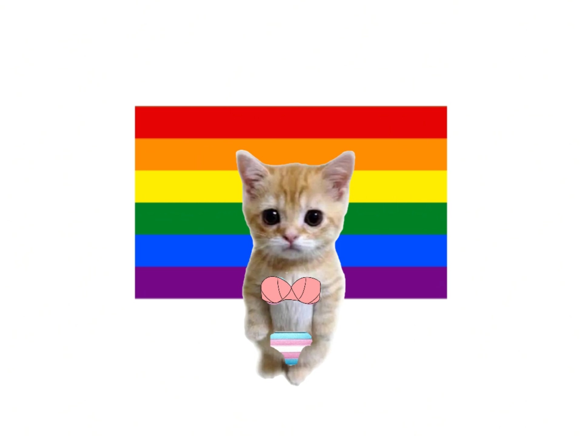 小猫解释LGBT