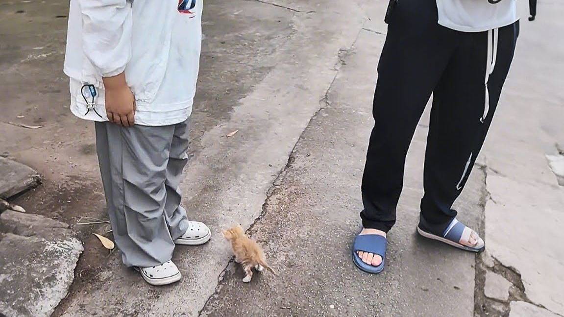 我和丈夫差点为了儿子的这只流浪猫大吵了一架！