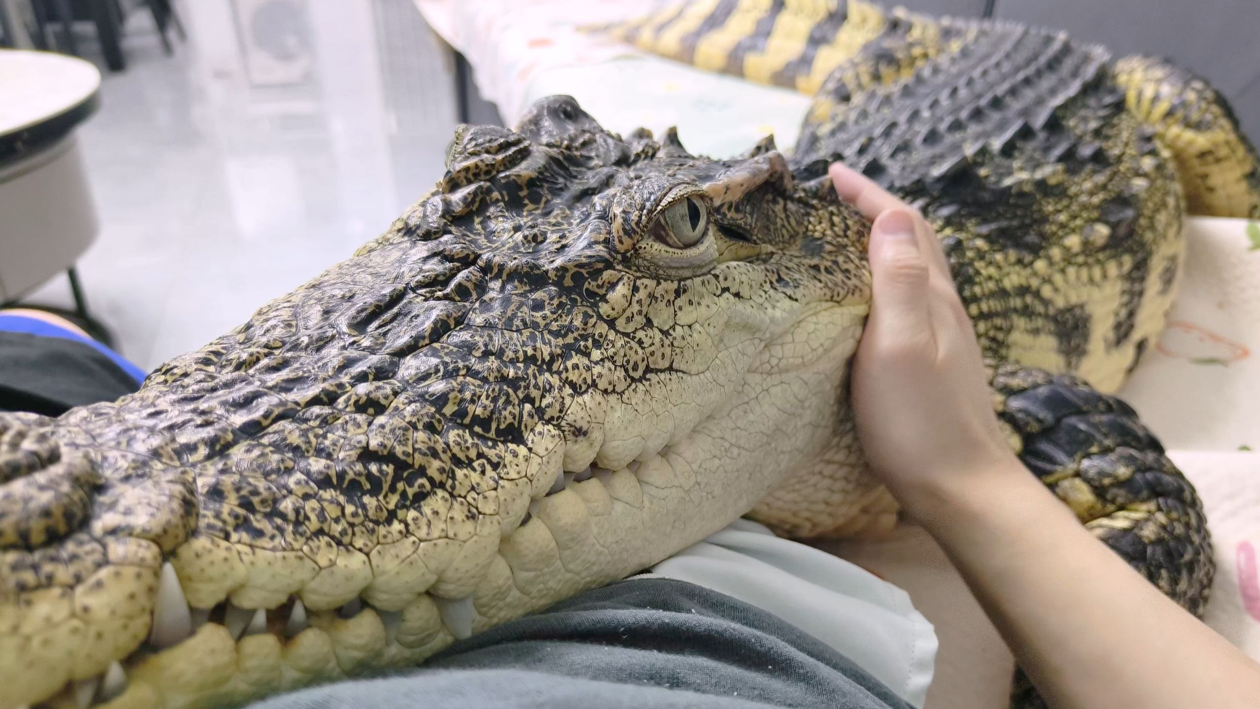 鳄鳄真的好喜欢往我身上挤