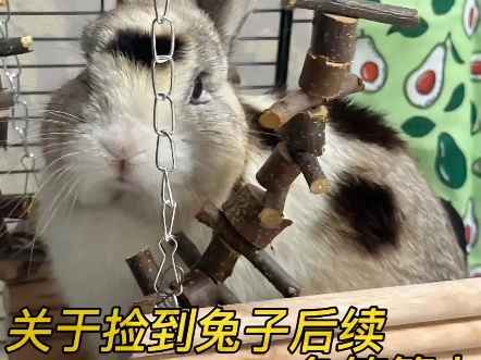 布置天使兔子新家