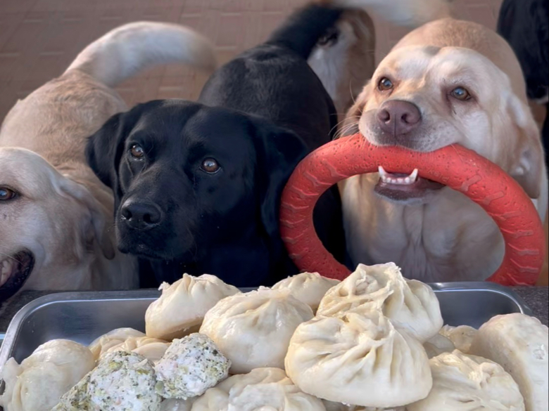 今日立秋给狗狗们包点包子我们抢秋膘哦