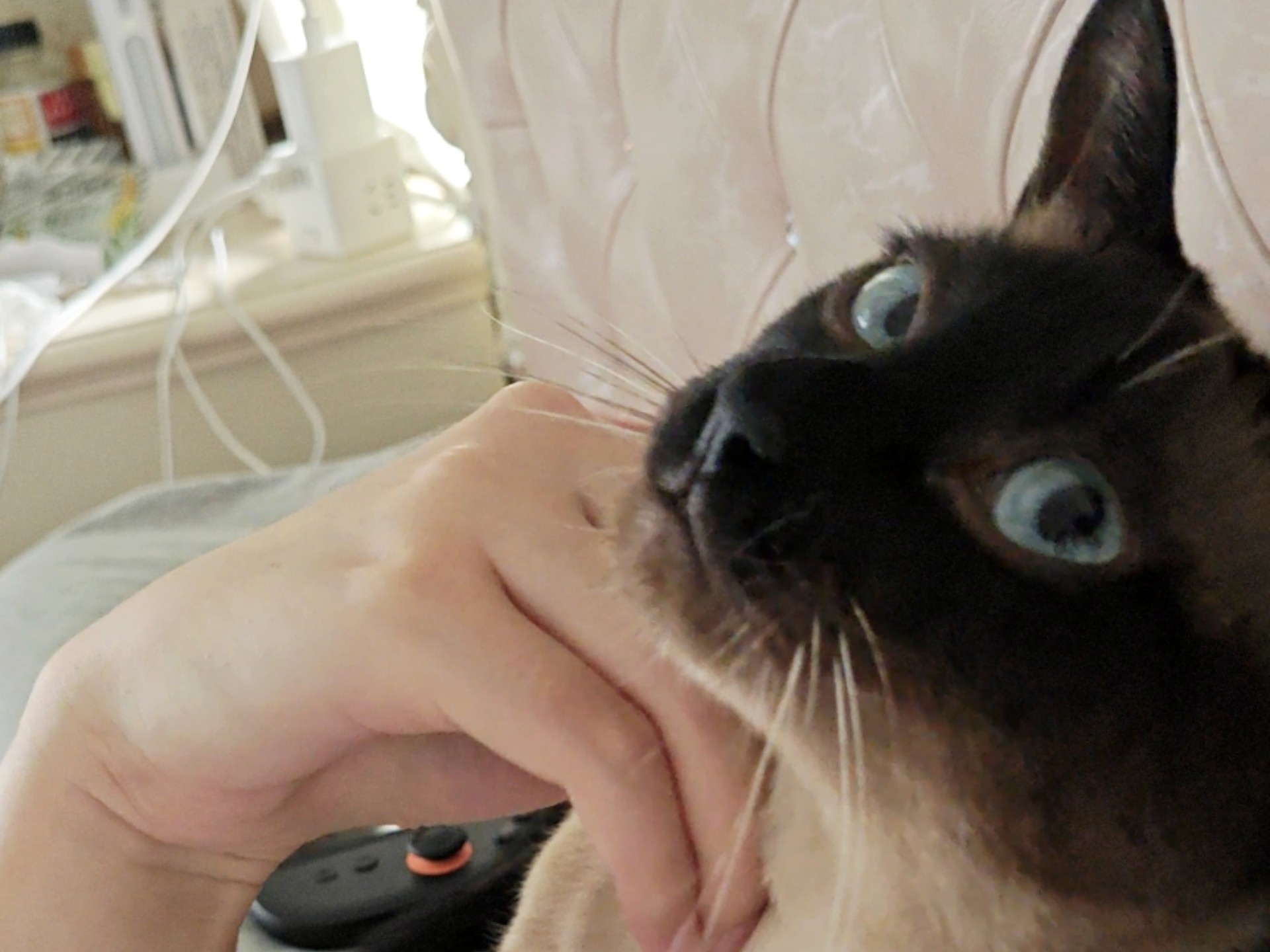 我忍不住了，我要大力揉搓猫头