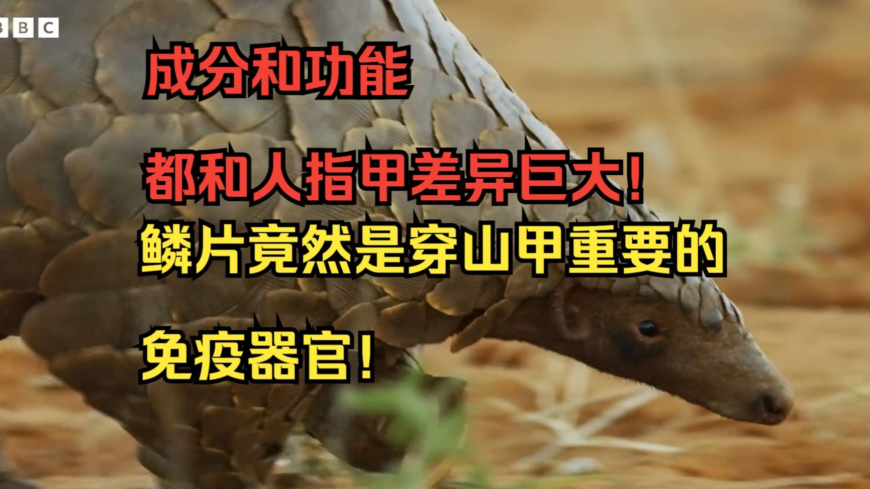 你对穿山甲鳞片的误解真的很深！