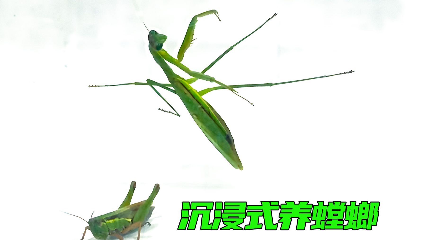 沉浸式养螳螂 当你将螳螂当宠物 有趣的事发生了
