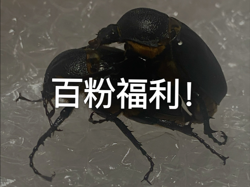 我和朋友的虫圈历程（百粉福利）