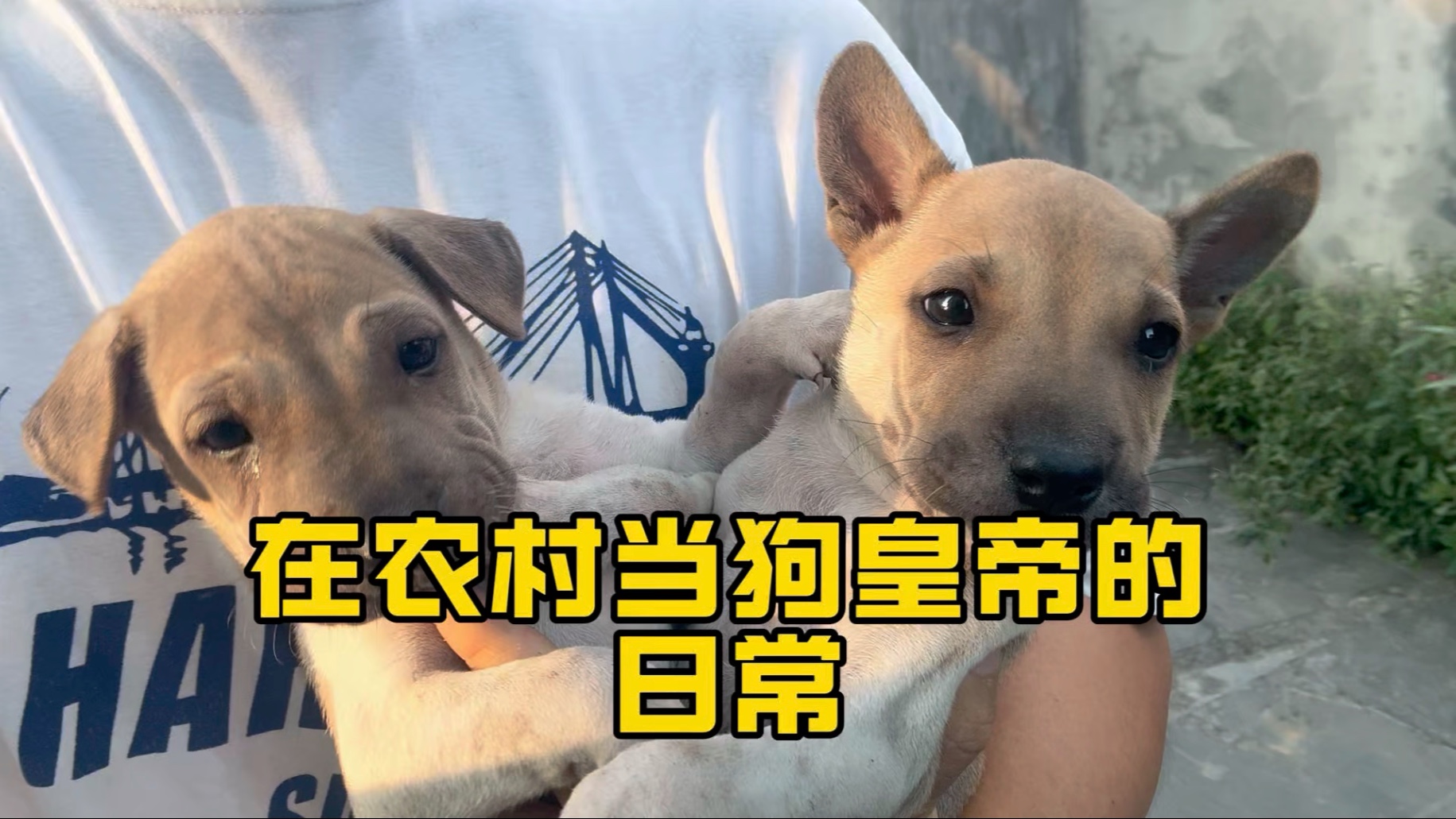 农村体验当“狗皇帝”的日常！小狗偷偷跑出去玩，可把小四眼急坏