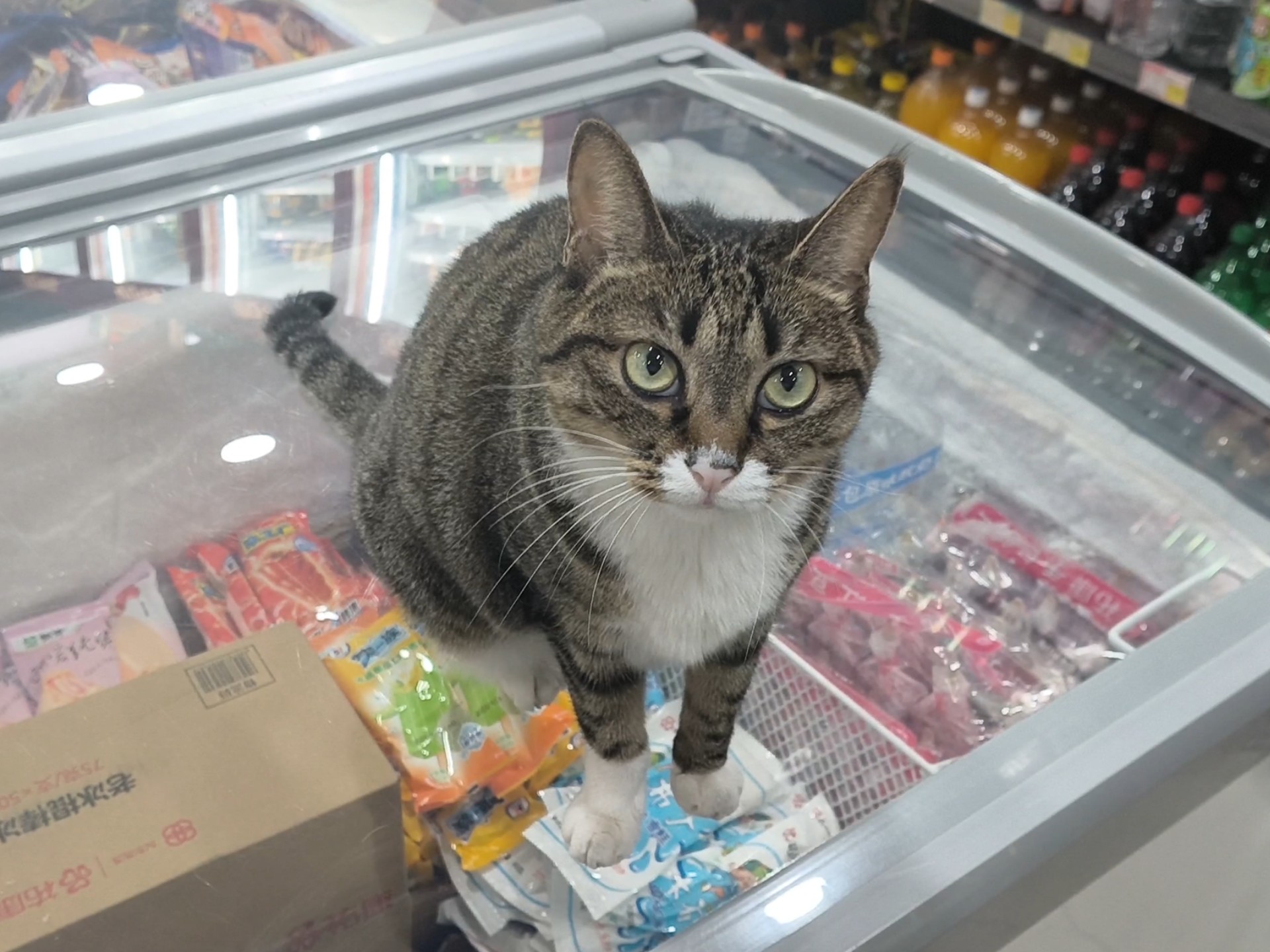 看店的猫，被摸一摸就离开了工位，安保已瘫痪