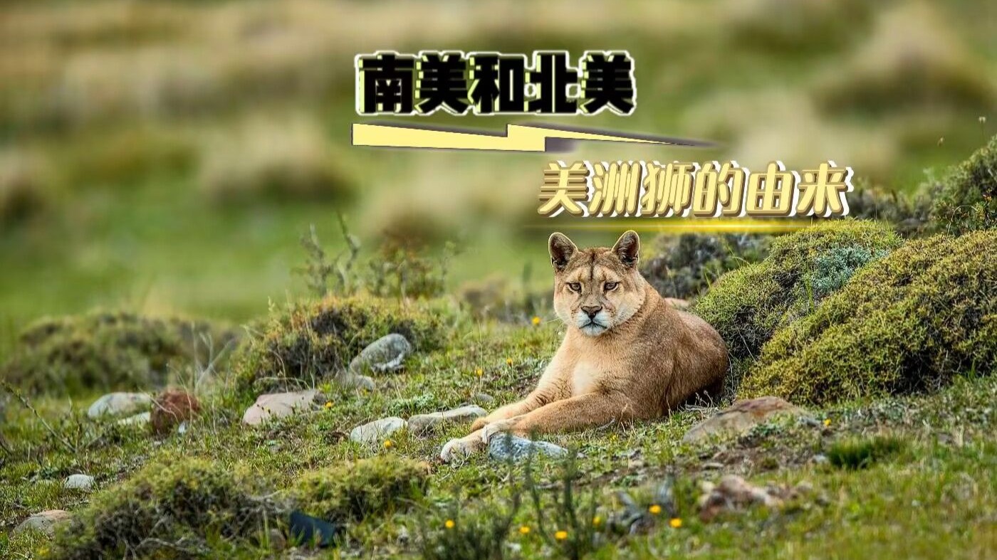 北美美洲狮和南美美洲狮的由来一样吗？