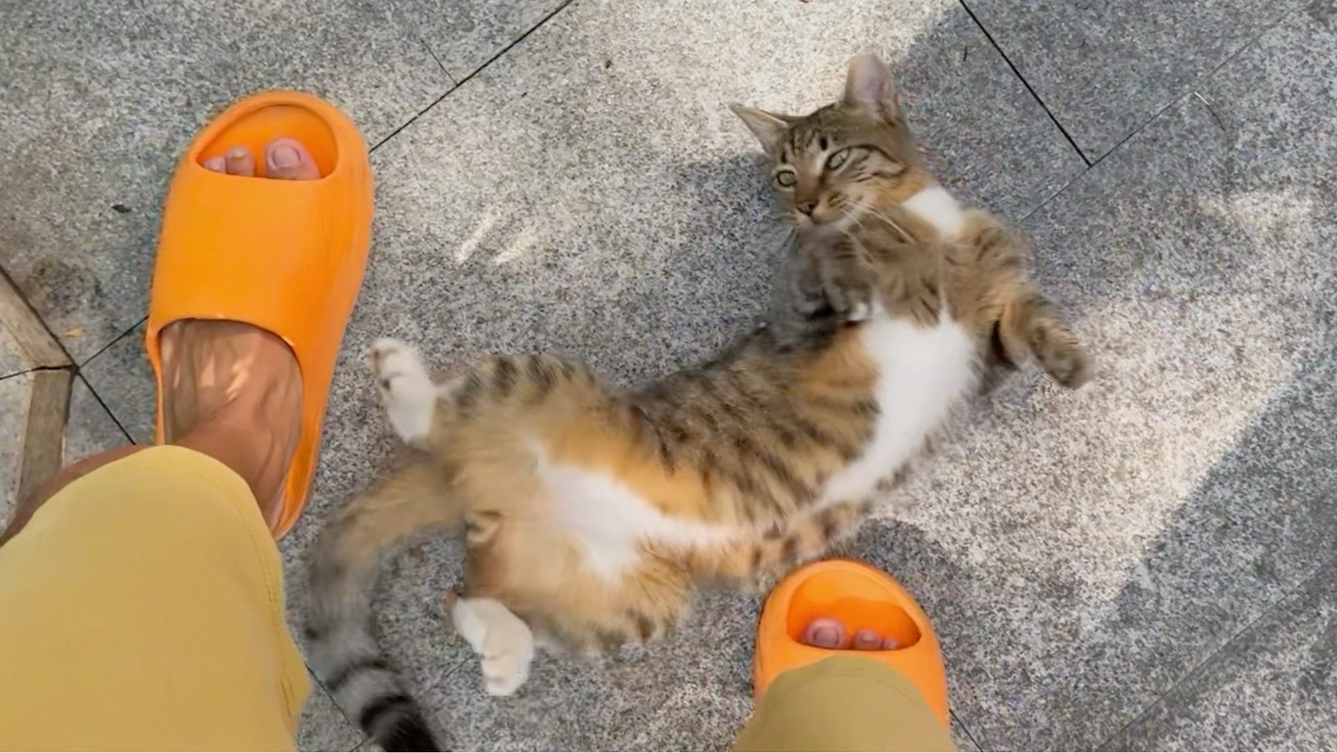 我院子里的小赖皮猫 五步之内必倒