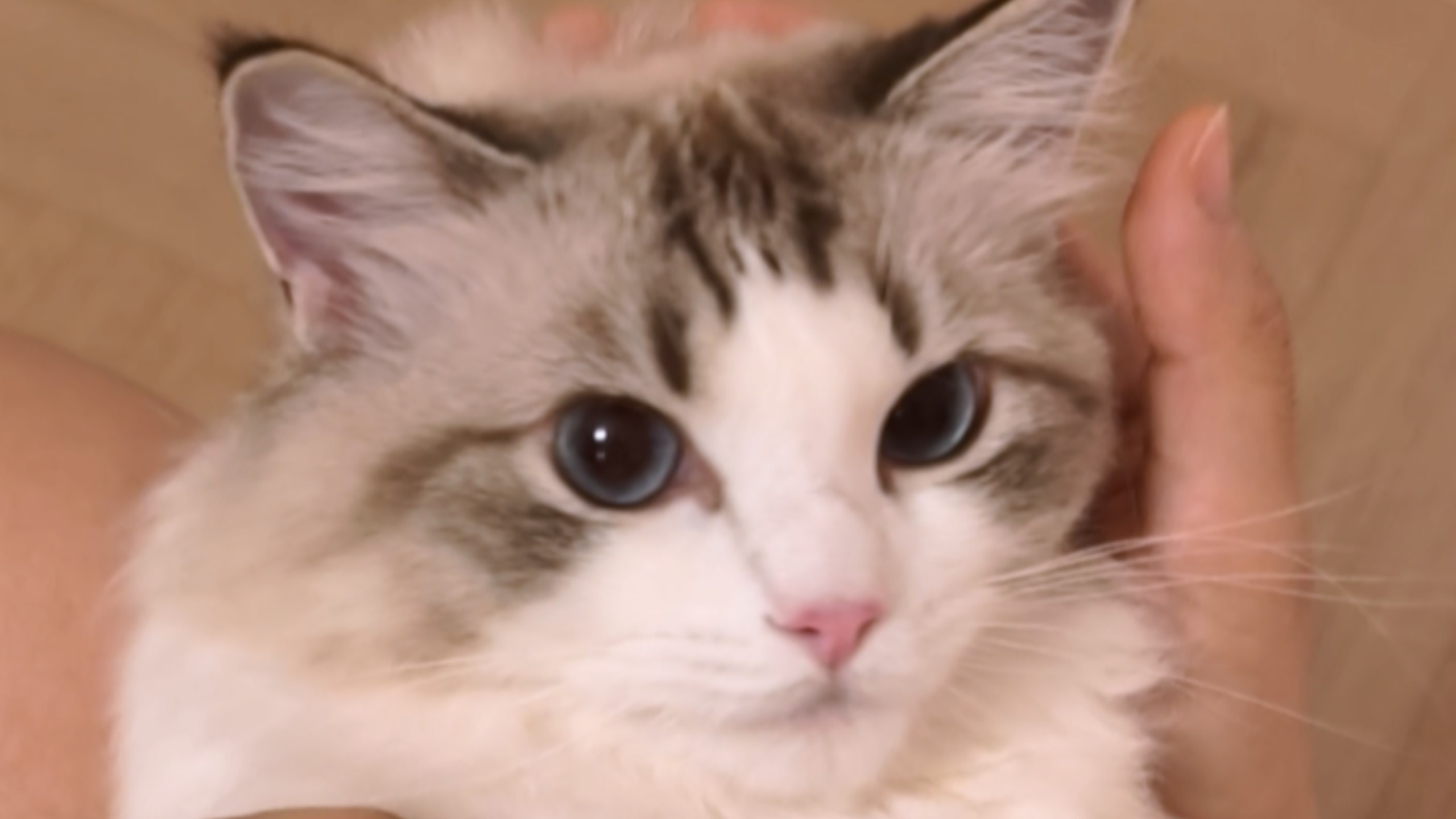 你能揉揉我的小耳朵吗？