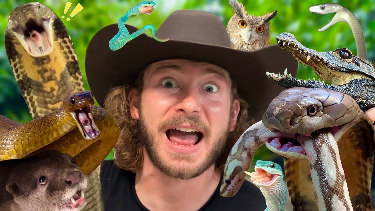 给毒蛇吃比萨塔全家桶！？