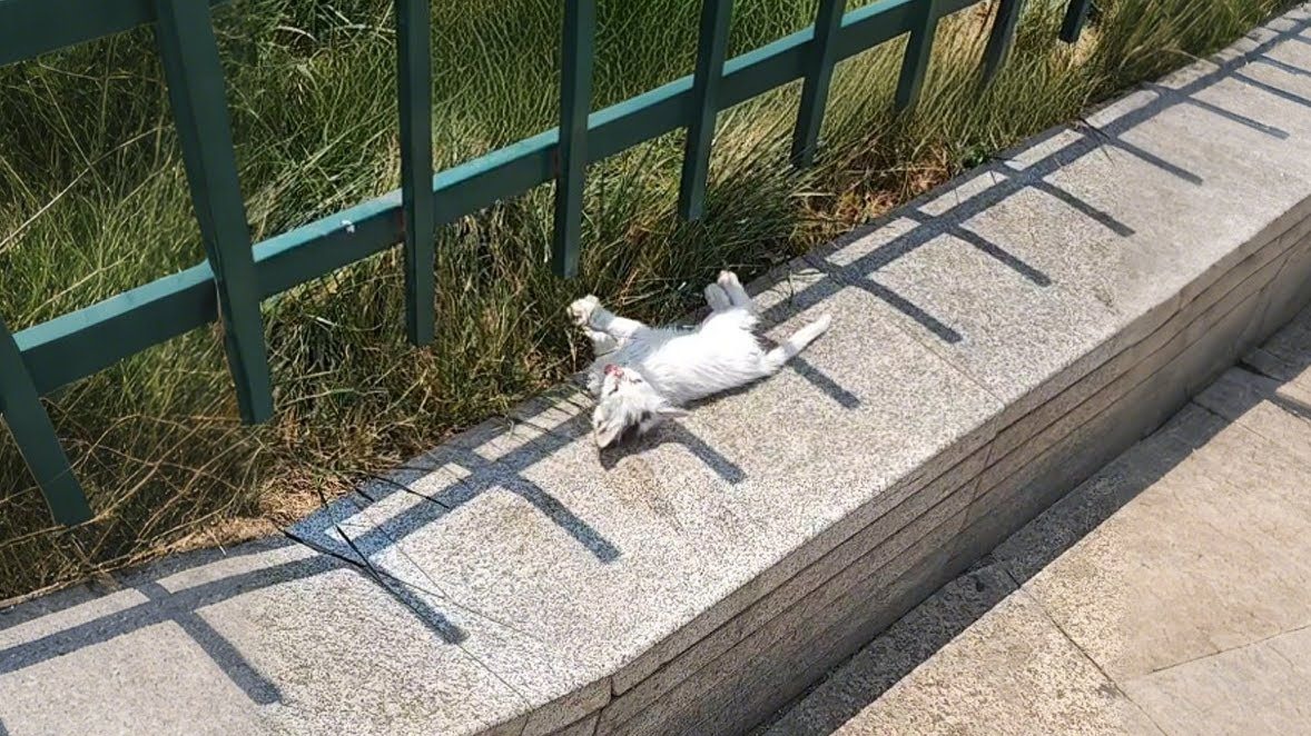 我以为小猫已经停止呼吸了，直到它从台阶上摔下来…