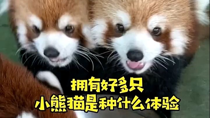 【#動物小記】好多小熊貓 我真嘅太太太幸福啦！#小熊猫 #可爱