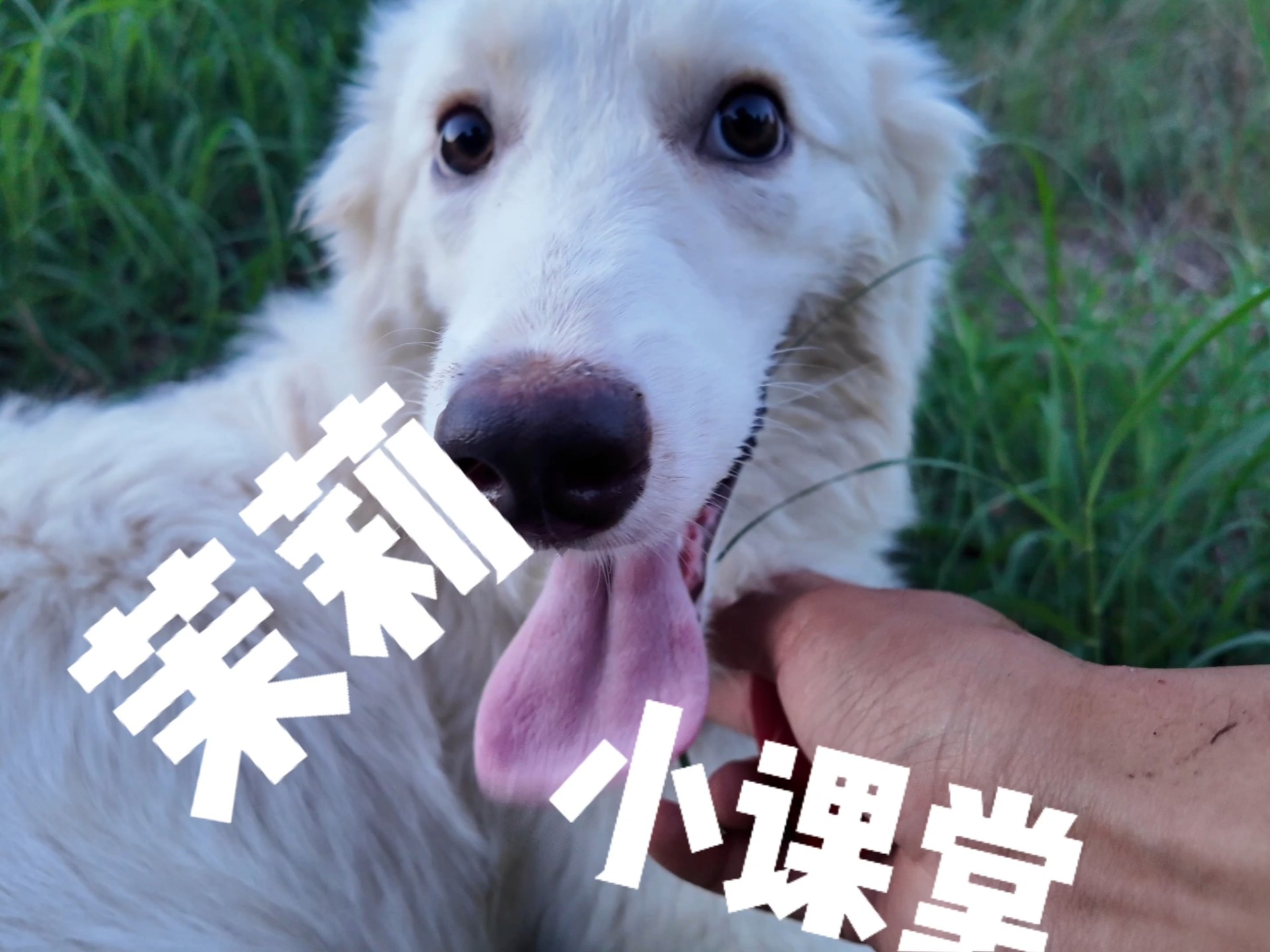 训练响片要怎么用？茉莉小课堂开课啦！