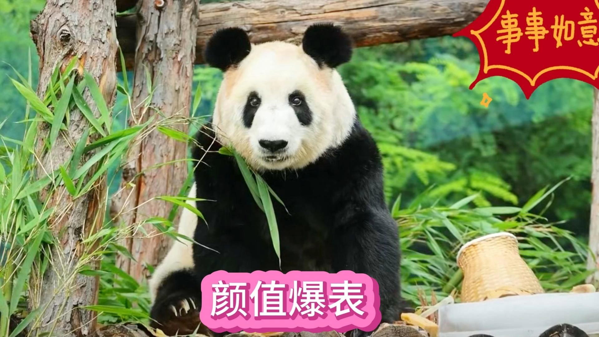 今日份的丫丫，颜值爆表，每一个动作都是心动的瞬间