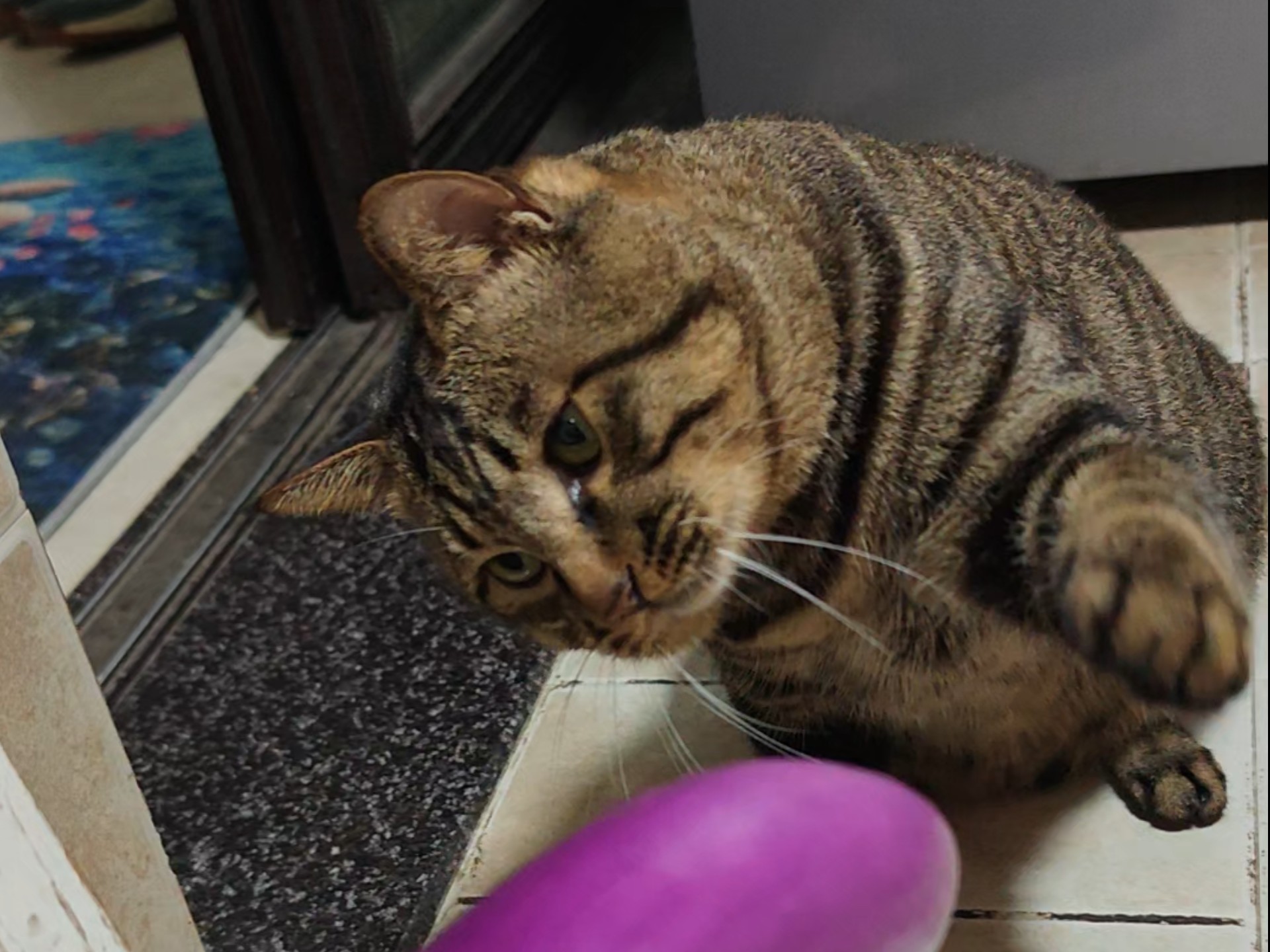 猫：让我来看看怎么个事