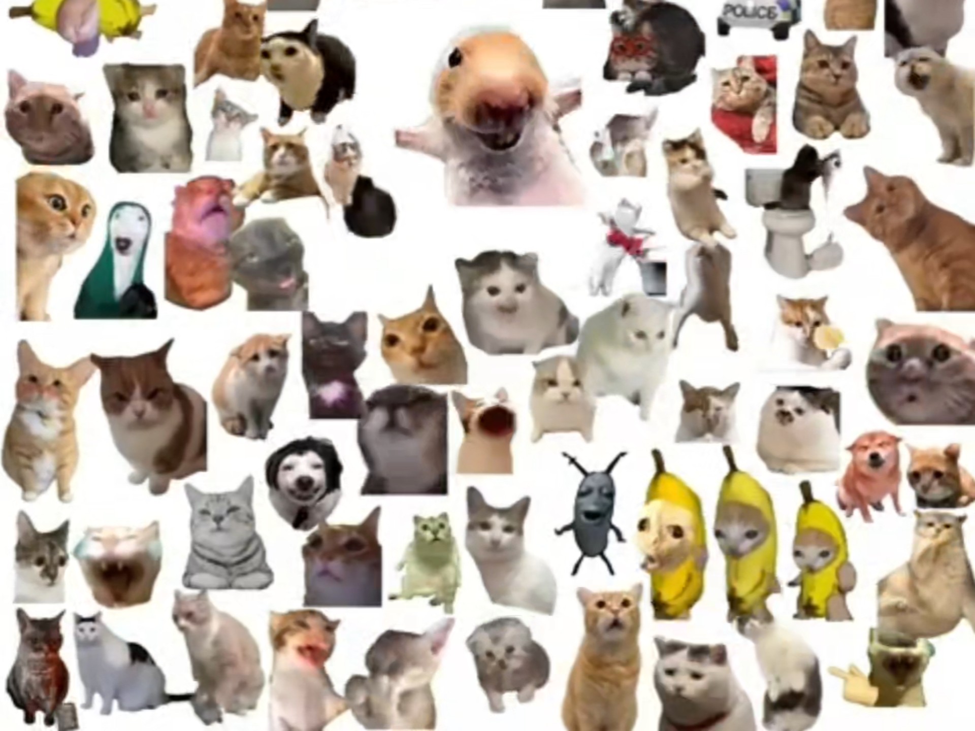 猫meme万恶之源大集合，你最喜欢哪个