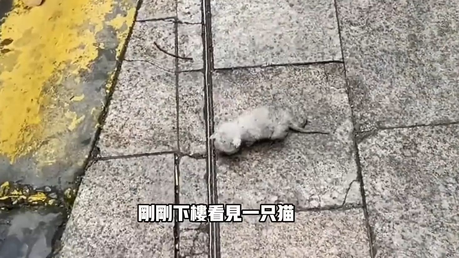 雨后路边一只小猫缓慢爬行