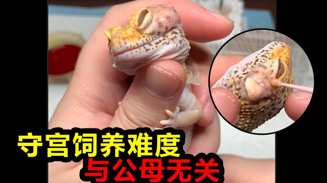 胖头鱼3号来袭，又一个离谱大囊肿