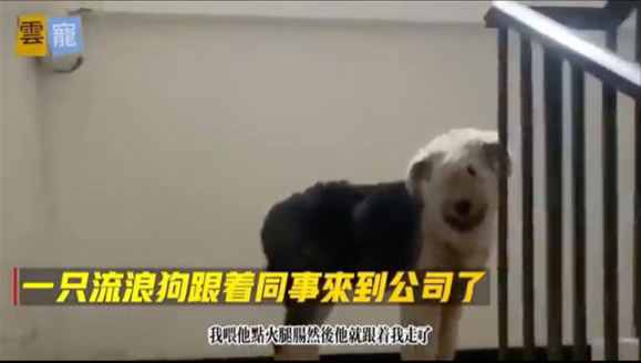 同事只是给流浪狗喂了一根火腿肠，牠便一路跟著来到公司。