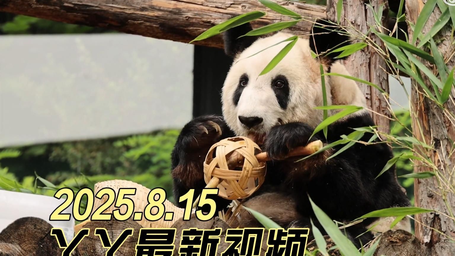 2025.8.15熊猫丫丫最新视频：软软糯糯的丫丫，太可爱啦~