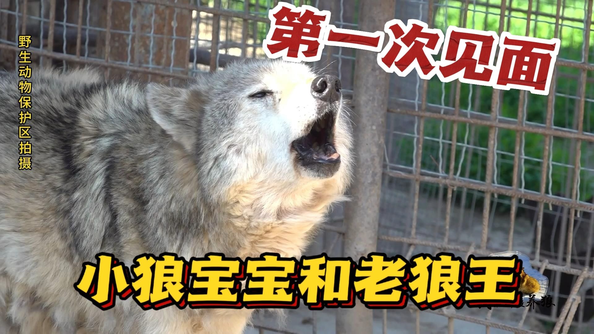 小狼宝宝和20岁老狼王见面，主动舔舐“老太爷”，野狼谷上演温馨