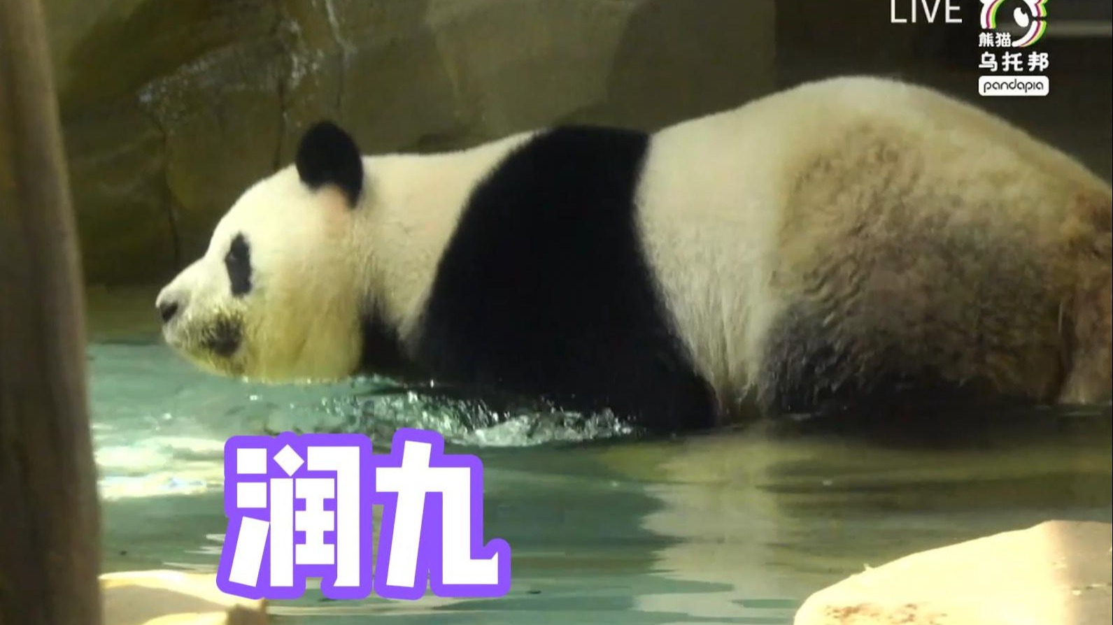 【润九】生日快乐，爱吃窝窝头也是遗传妈妈了20250807pandapia