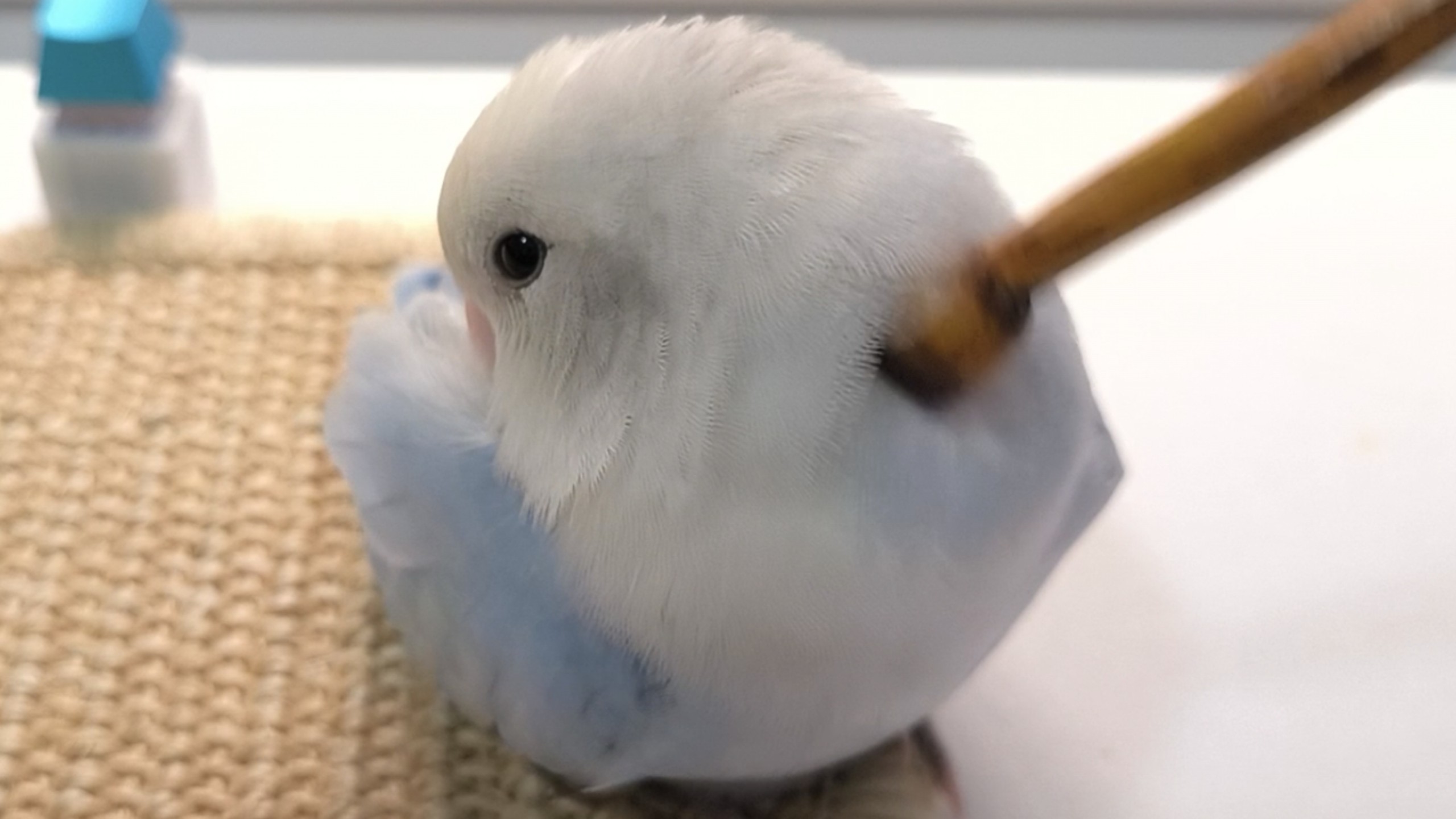 顺杆爬（物理）