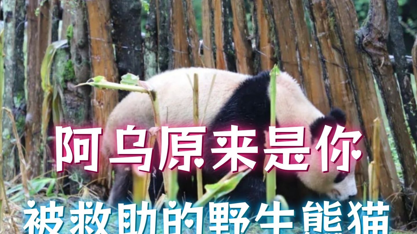 阿乌原来是你！