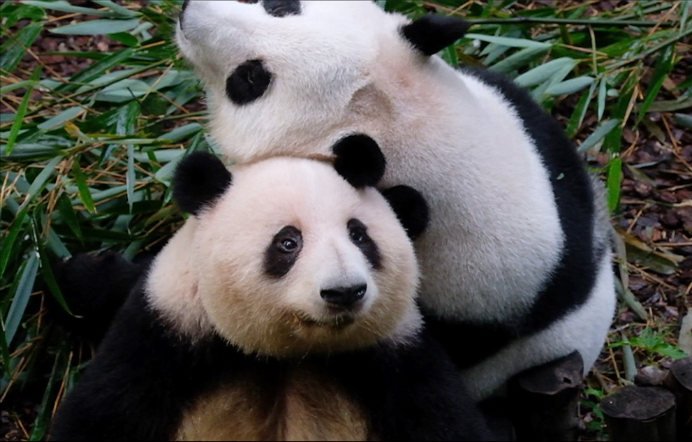 25.08.22 萌出一脸血啊‼️姐妹倆互相贴个没完，姨姨的心都化了