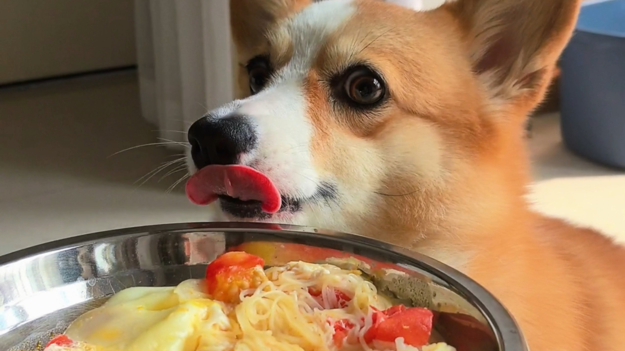 小菜狗的早饭-面条汤泡大米饭