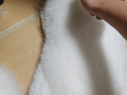 没睡醒的狐狸脾气也不小