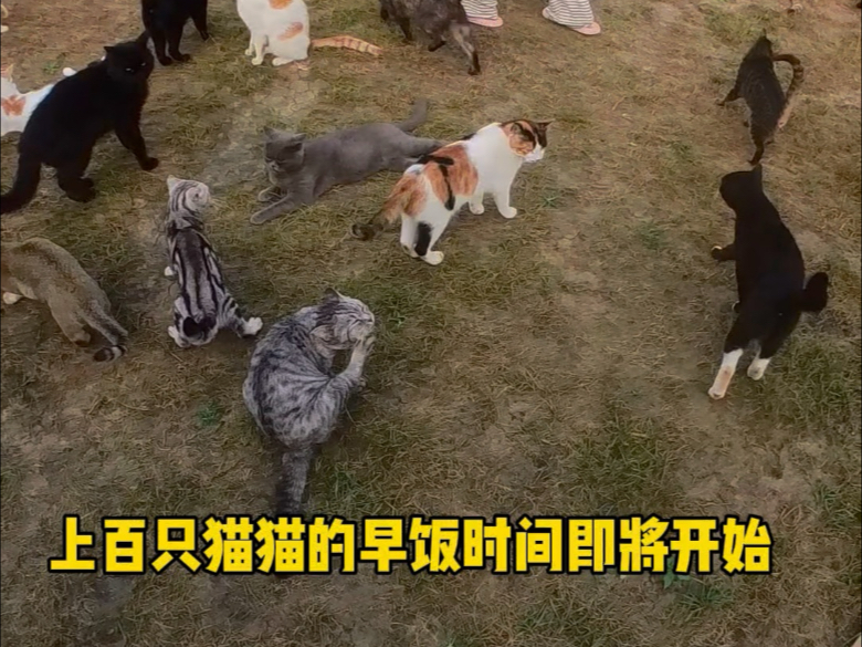 吃饭时是检查猫猫们的最好时机