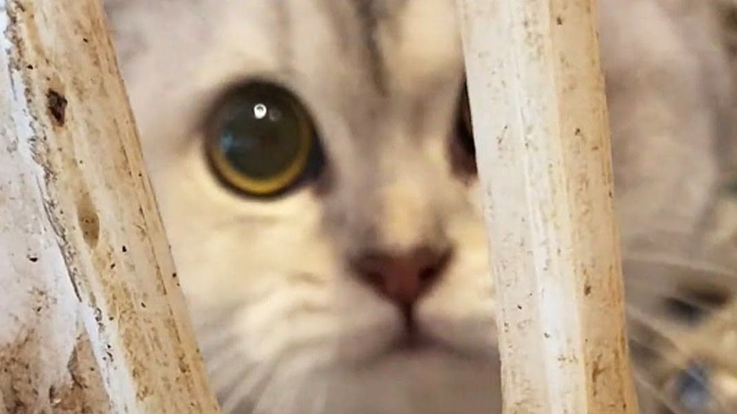 房客逃走了，老板想卖猫还债！我从市场屠刀下救了它们