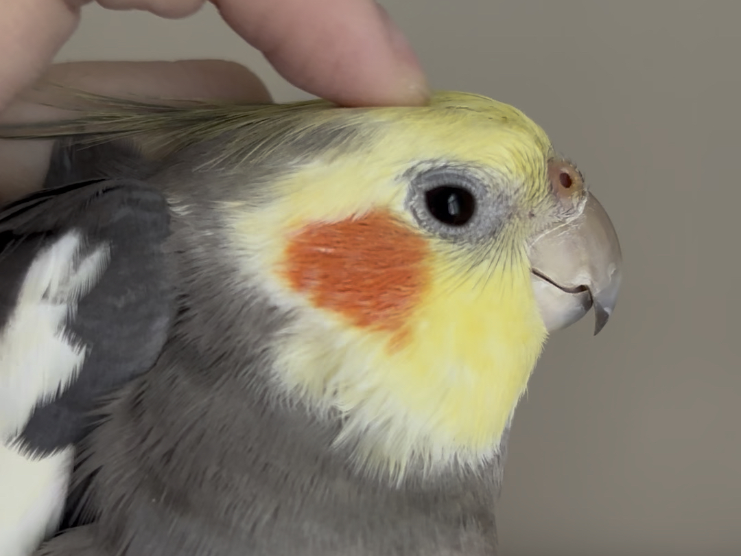 嘿嘿啵啵捏捏～