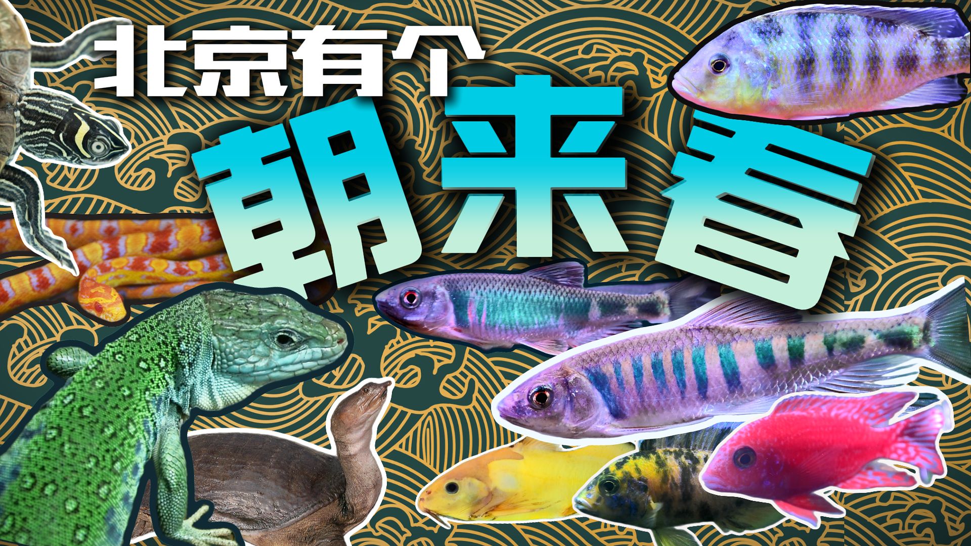 除了五位数的海水鱼，这里还有一堆淡水鱼和欧洲最大蜥蜴