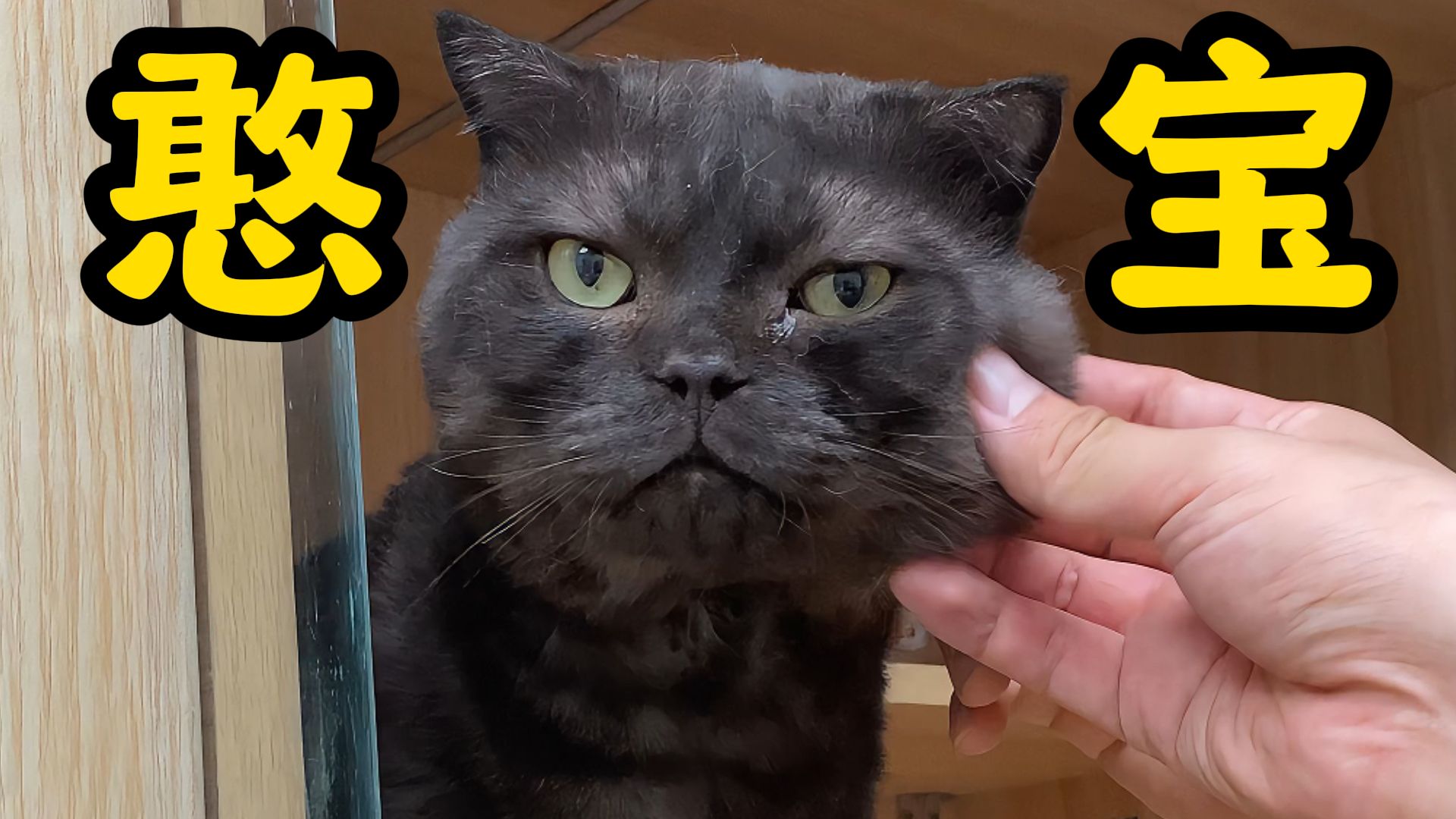 捡猫以来，最好捏的脸出现了