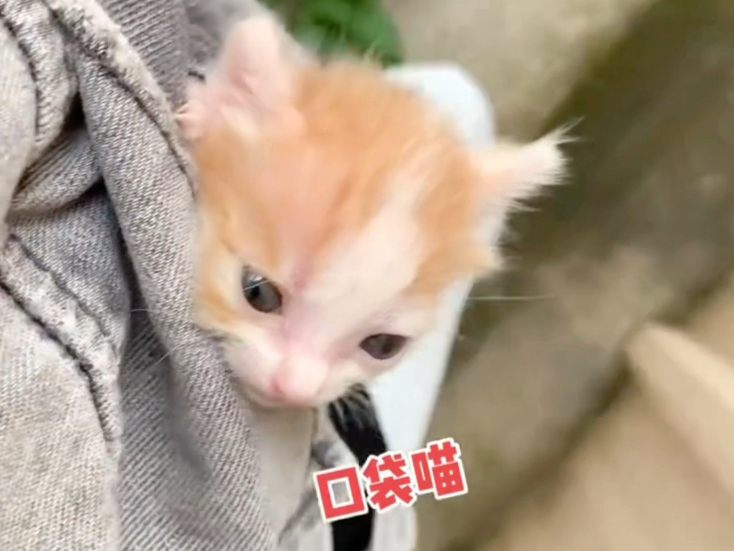 带小七去菜地摘菜啦～#小奶猫的成长日记 #记录猫咪日常 #三花