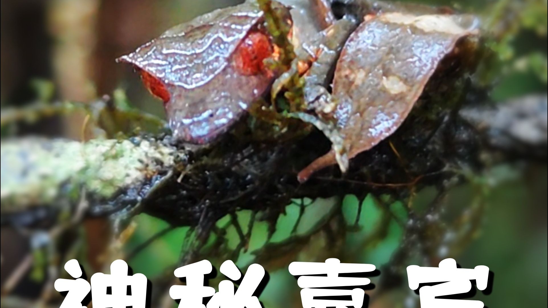 来马达加斯加看神奇动物了