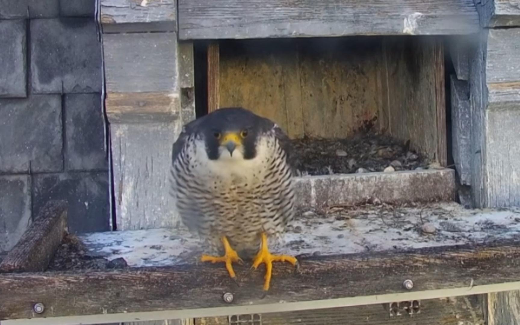 偷饭贼头扁扁的没人搭理 250902