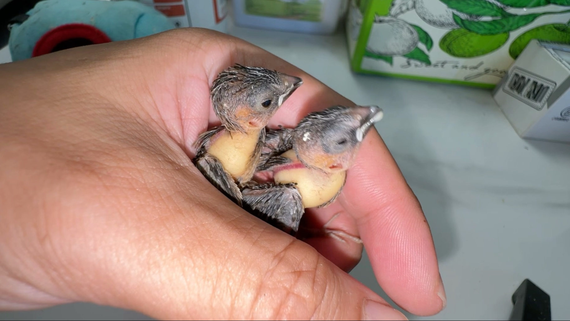 邻居送来的冻伤小鸟，情况基本稳定