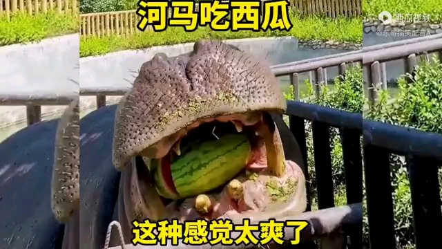 河马吃西瓜，这种感觉太爽了。
