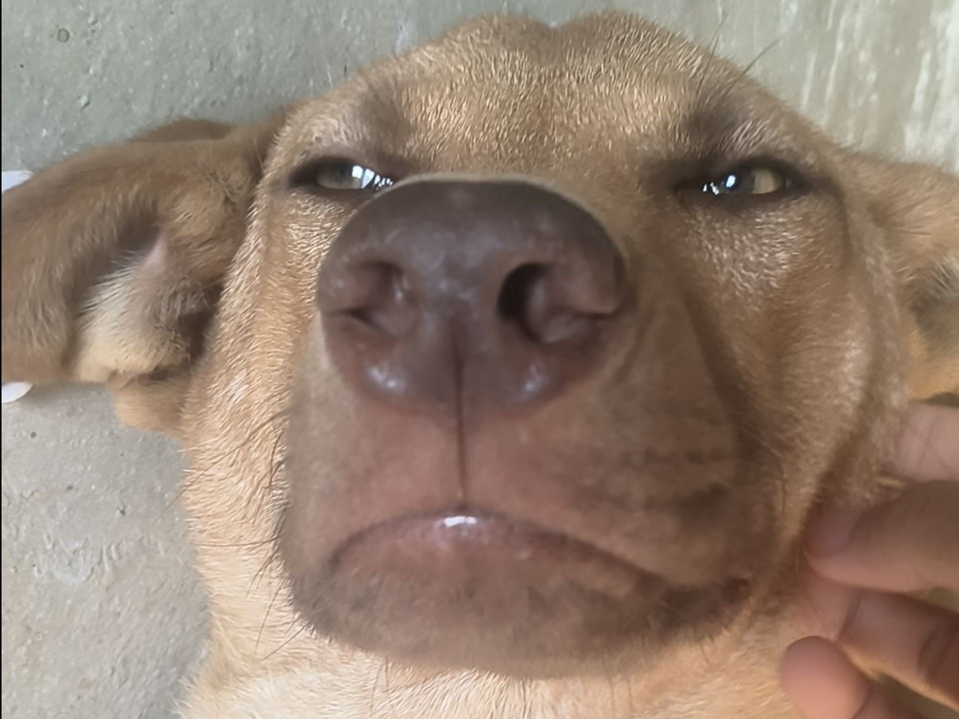 这狗长得真像哥布林。