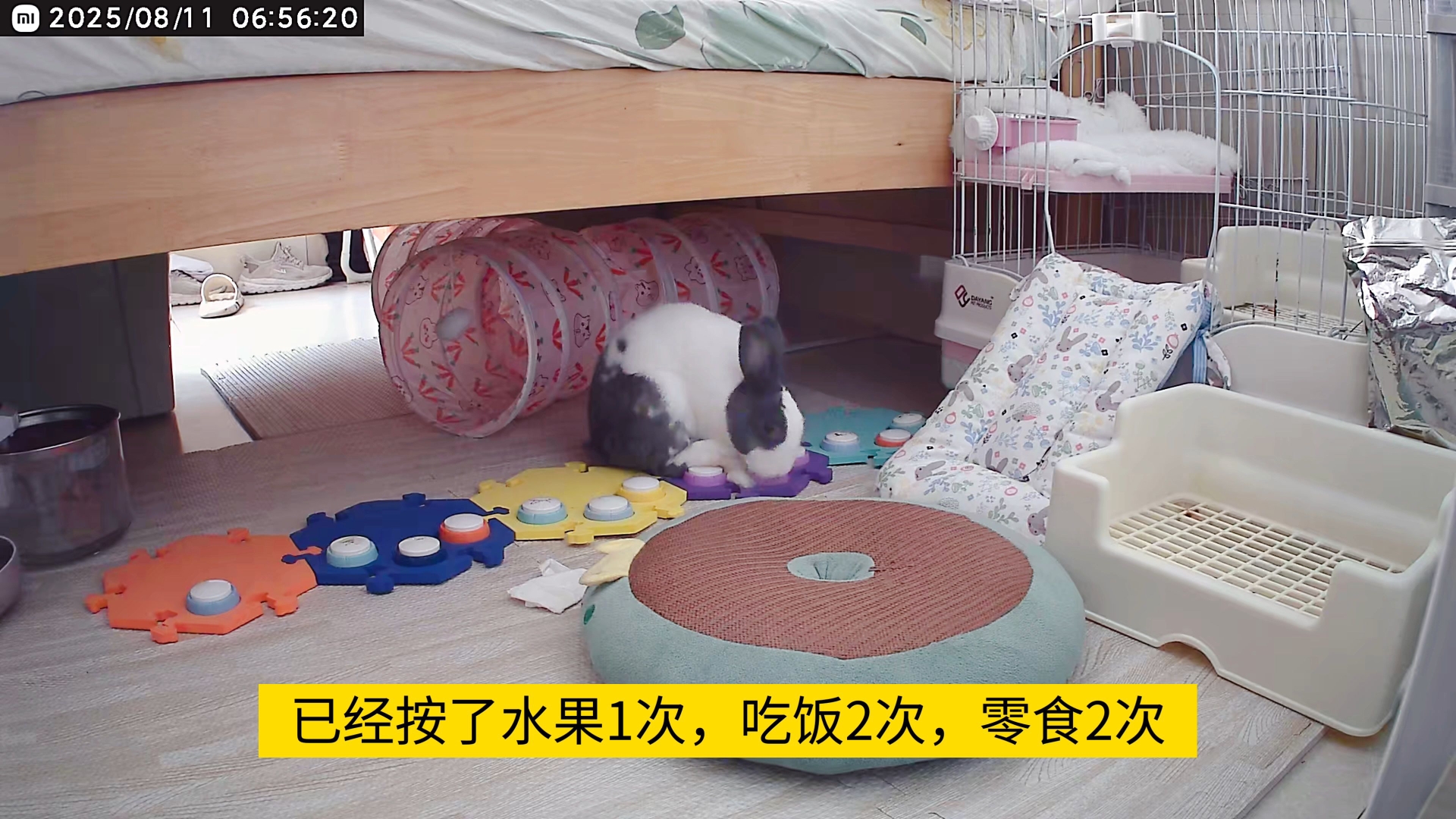 豆包跟钓鱼佬钓到大鱼一样，叼着草棒绕场一周