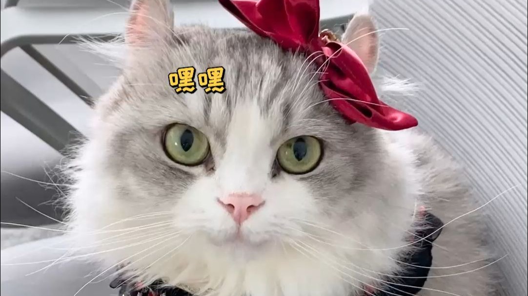 这个猫，能要吗？