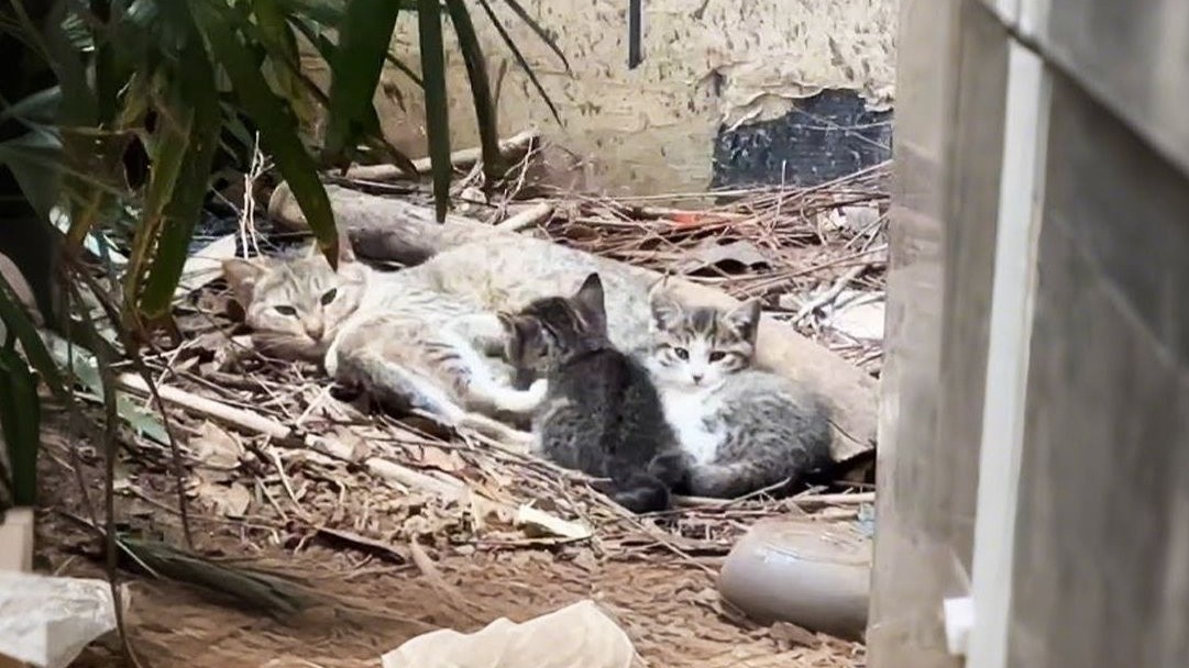 养三只小猫已经够辛苦了，但现在它居然还被其它猫欺负！