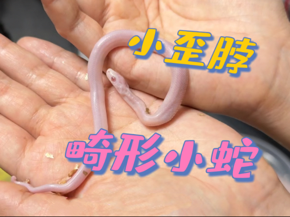 畸形玉米蛇的倔强：歪着脖子也要抬头看世界，太戳人了！