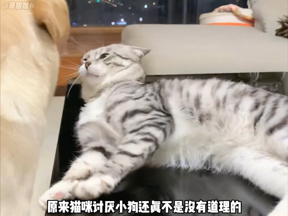 原来猫咪讨厌小狗还真不是没有道理的！