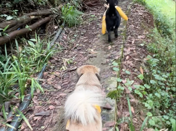 【菌犬憨包】更新啦，赶紧来围观吧！